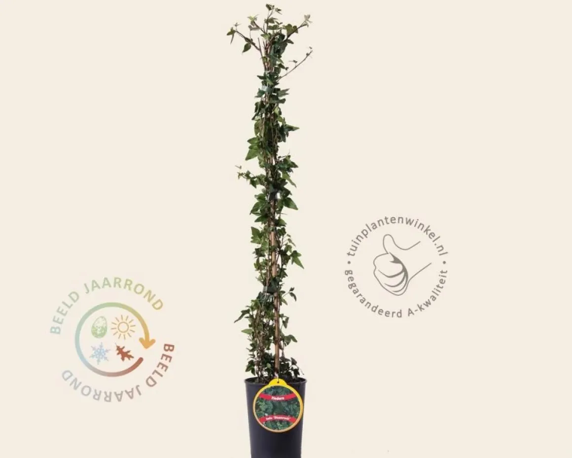 Hedera helix 'Shamrock'