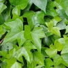 Hedera helix 'Shamrock'