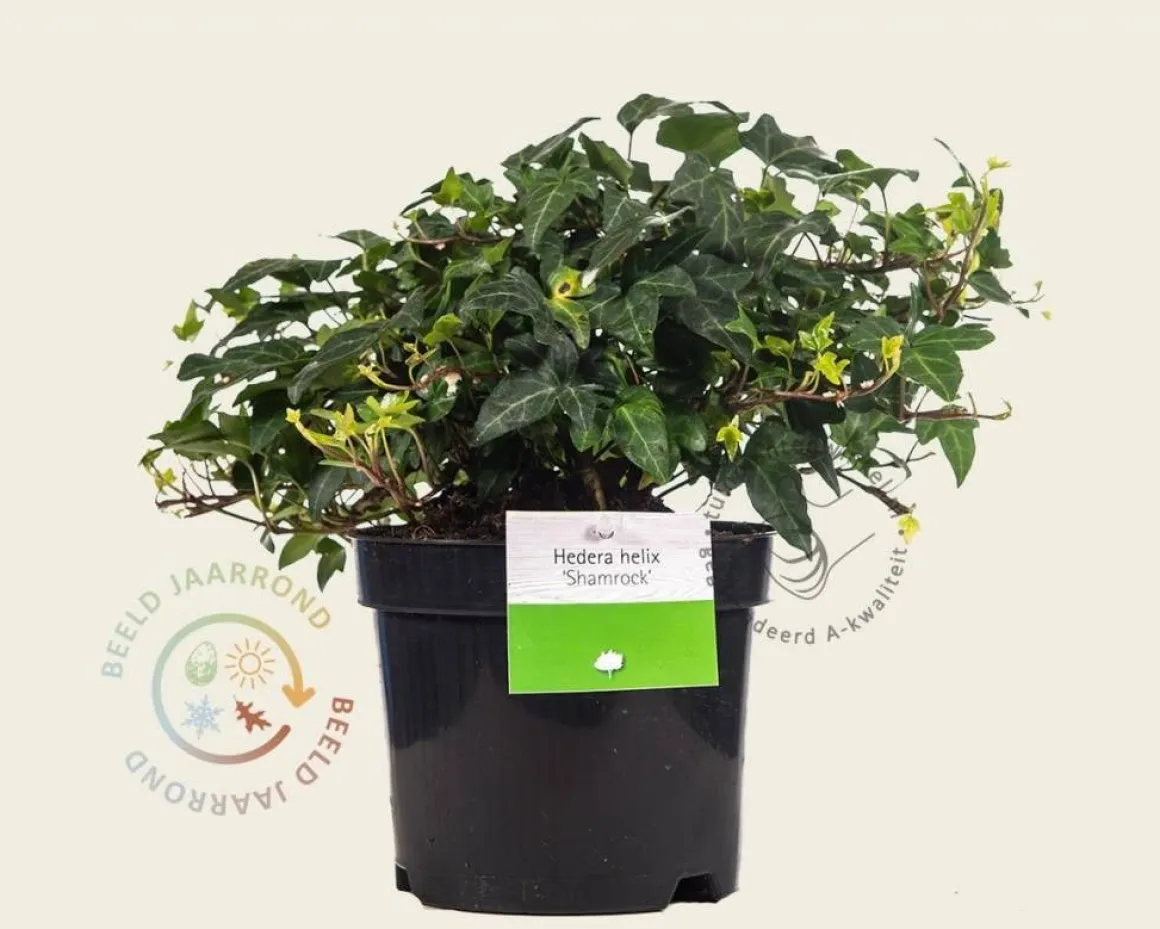 Hedera helix 'Shamrock'