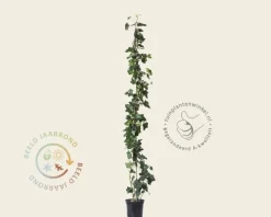 Hedera hibernica 80/100