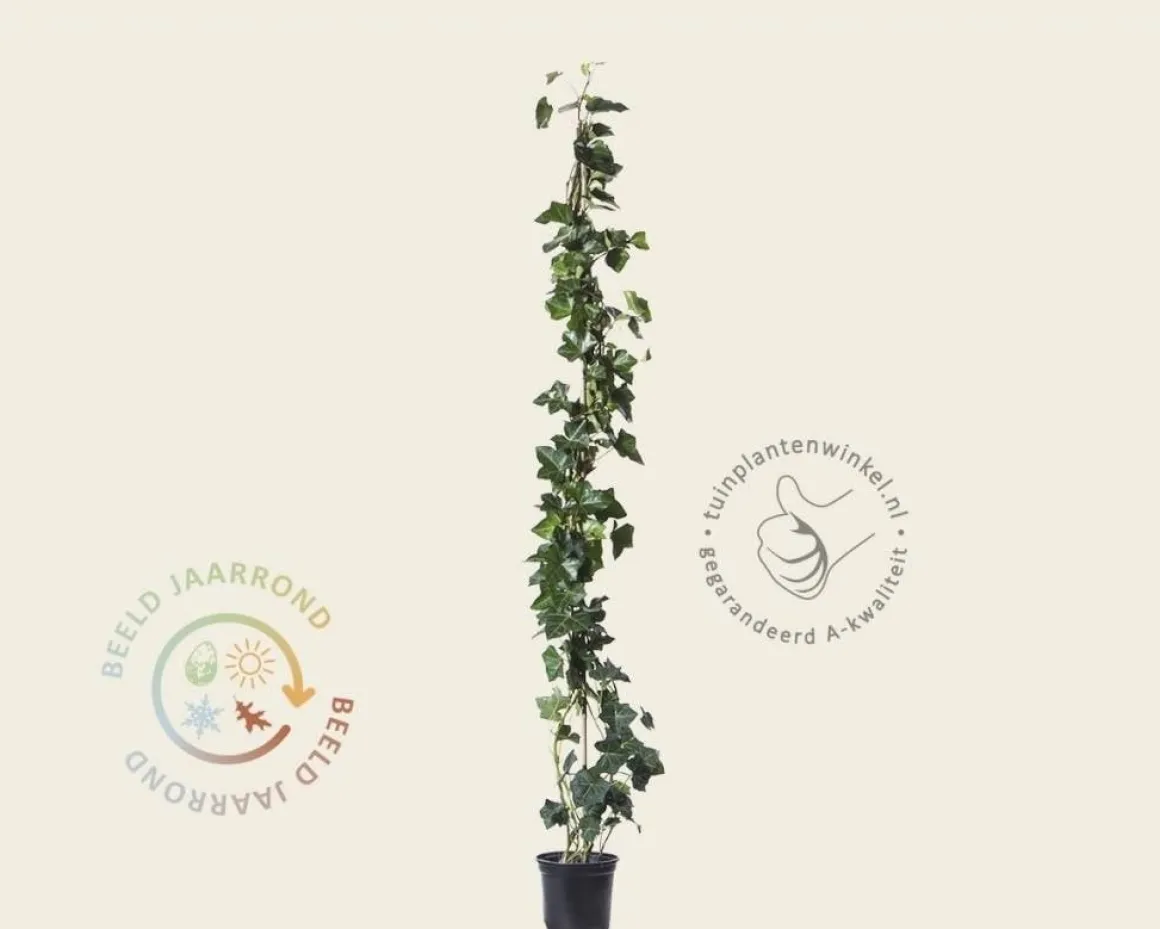 Hedera hibernica 80/100