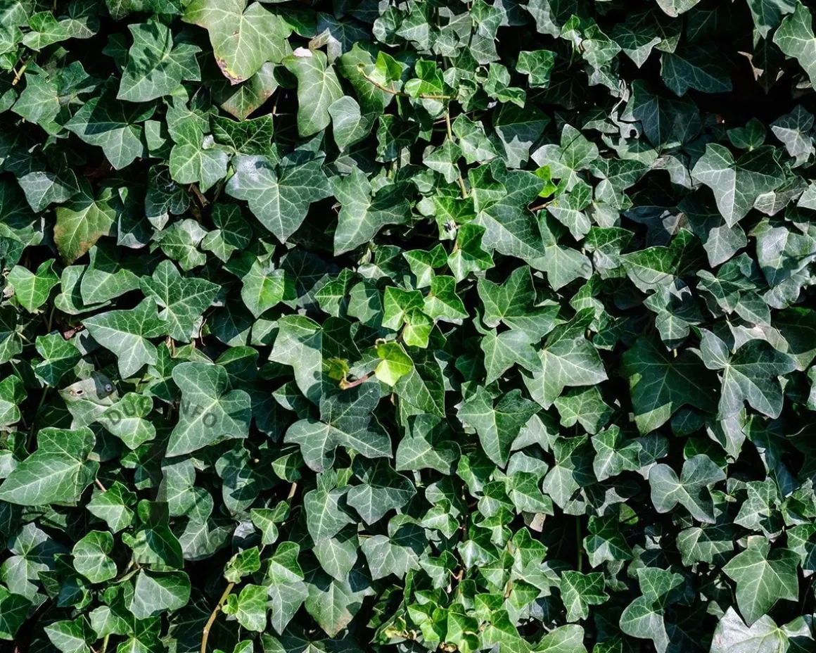 Hedera hibernica 80/100