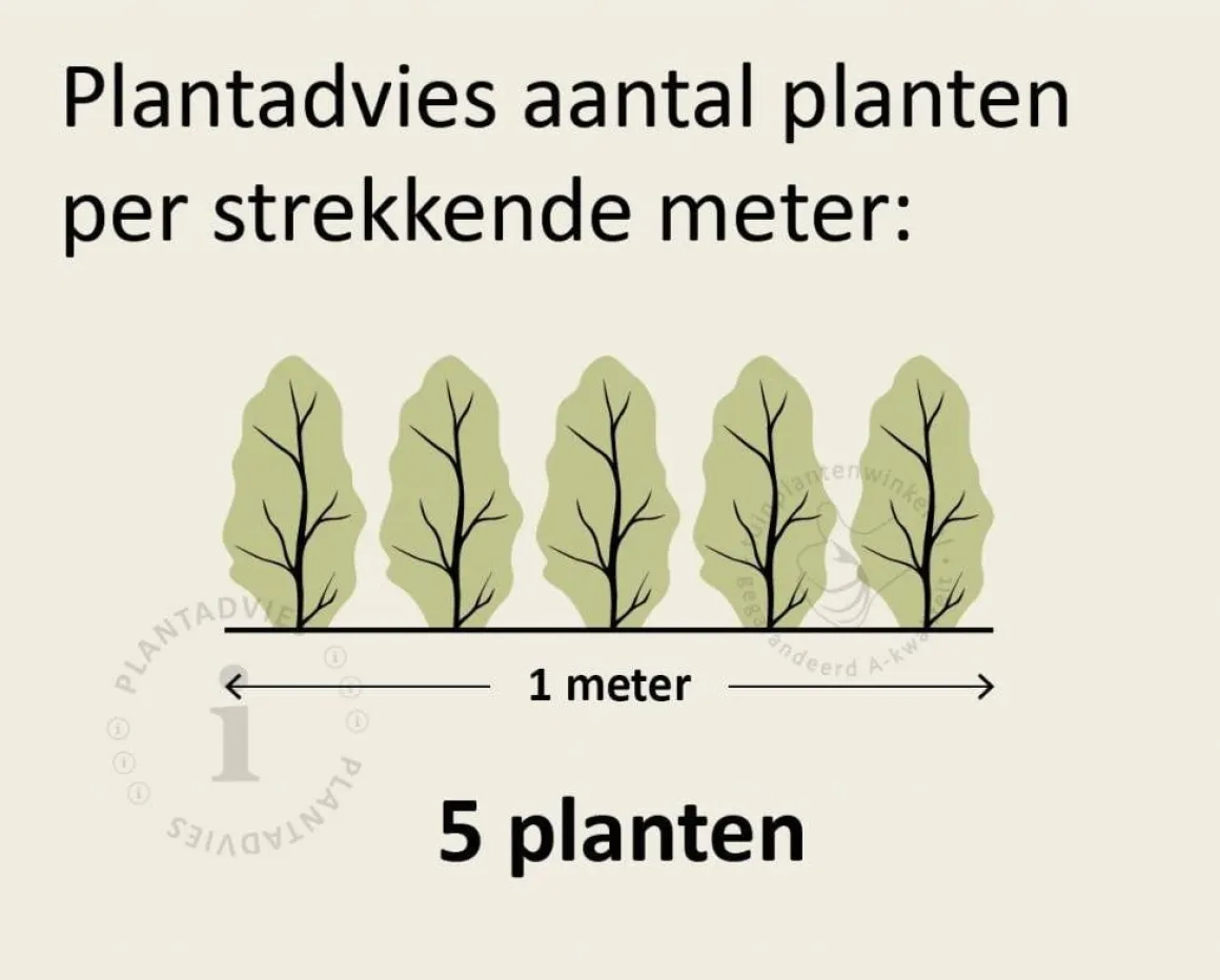 Hedera hibernica 80/100