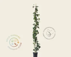Hedera hibernica 100/125