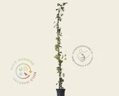 Hedera hibernica 125/150