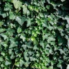 Hedera hibernica 15/20