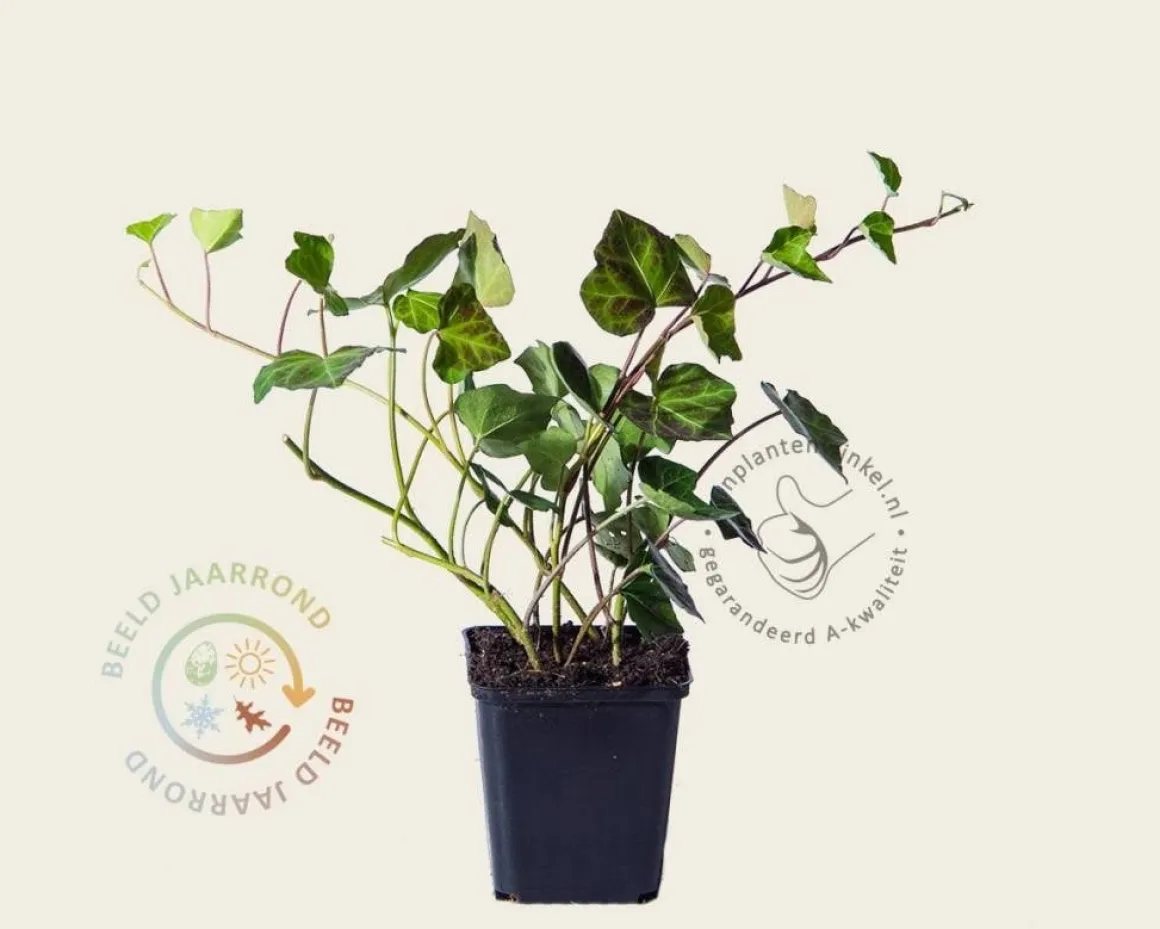 Hedera hibernica 15/20