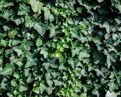 Hedera hibernica 175/200
