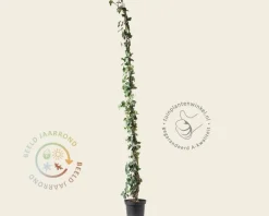 Hedera hibernica 175/200