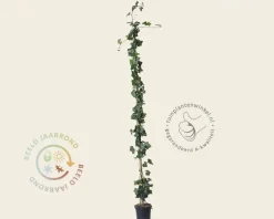Hedera hibernica 150/175