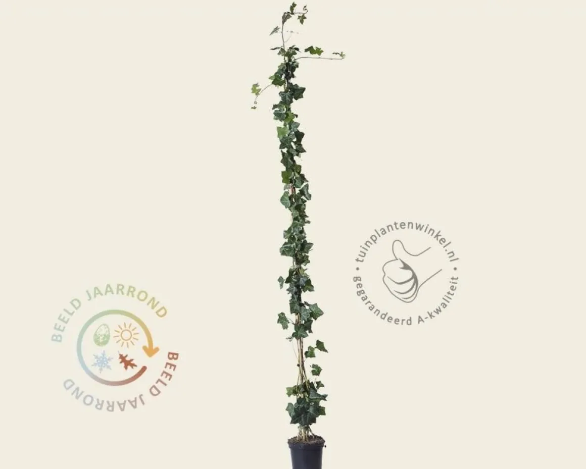 Hedera hibernica 150/175