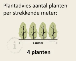 Hedera hibernica 150/175