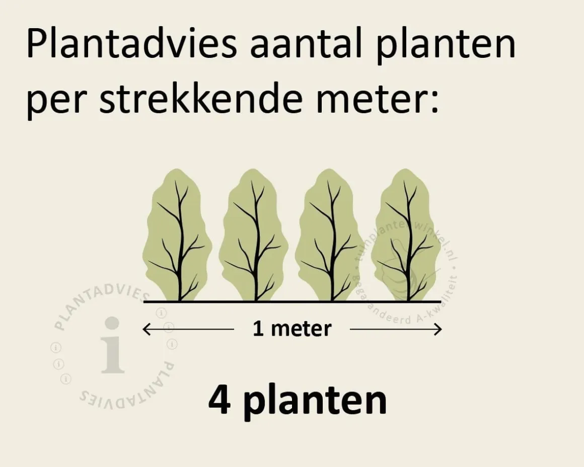 Hedera hibernica 150/175