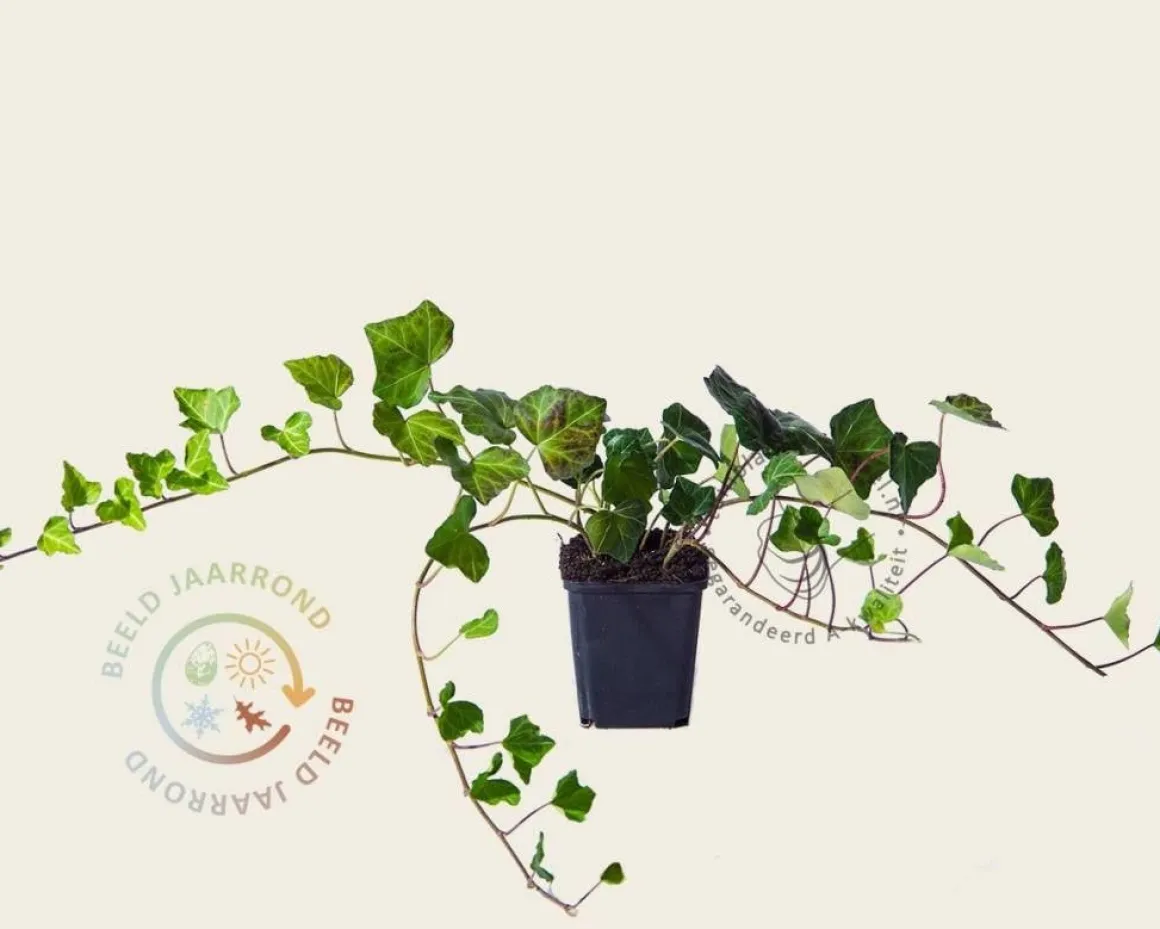 Hedera hibernica 20/30