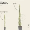 Hedera hibernica - XL