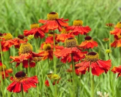 Helenium 'Moerheim Beauty'