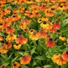 Helenium 'Short 'n Sassy'
