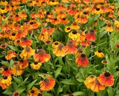 Helenium 'Short 'n Sassy'