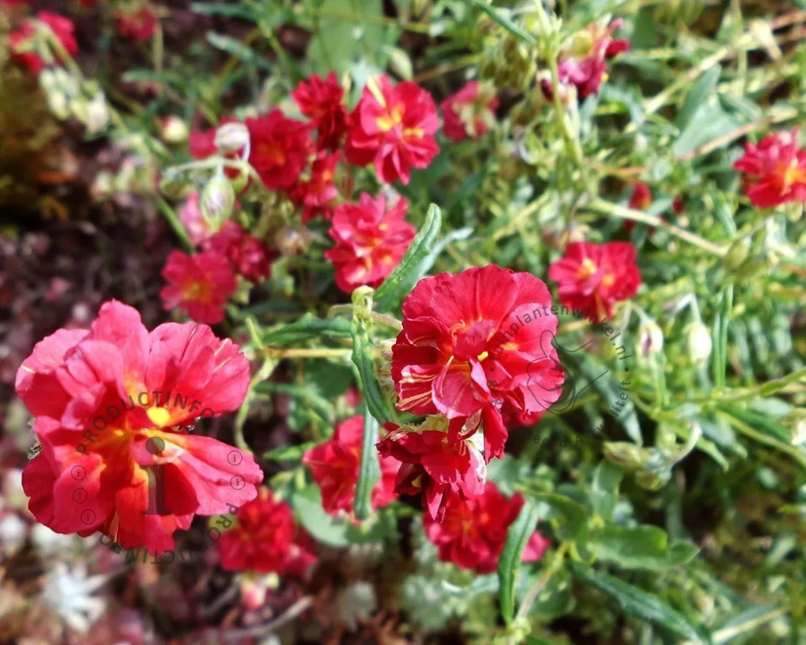 Helianthemum 'Amabile Plenum'