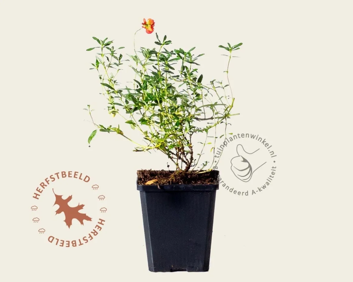 Helianthemum 'Amabile Plenum'