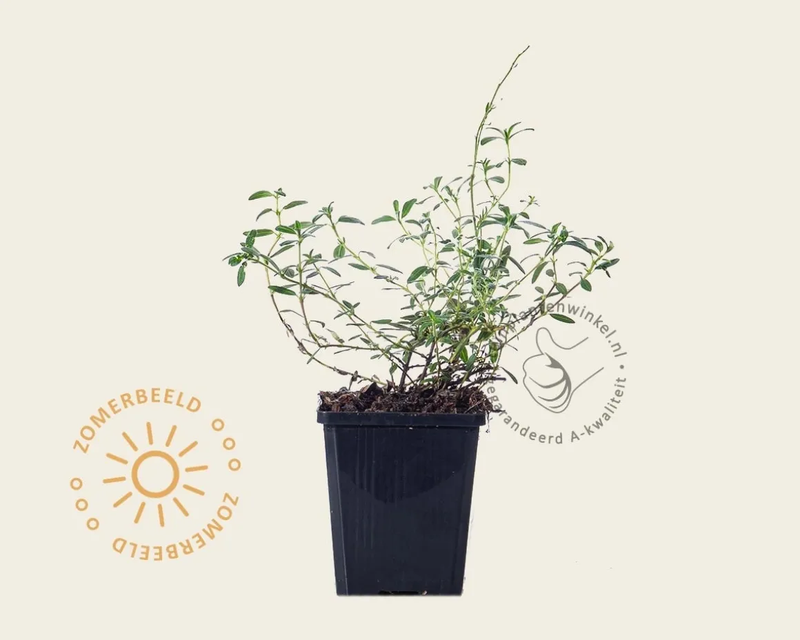 Helianthemum 'Amabile Plenum'