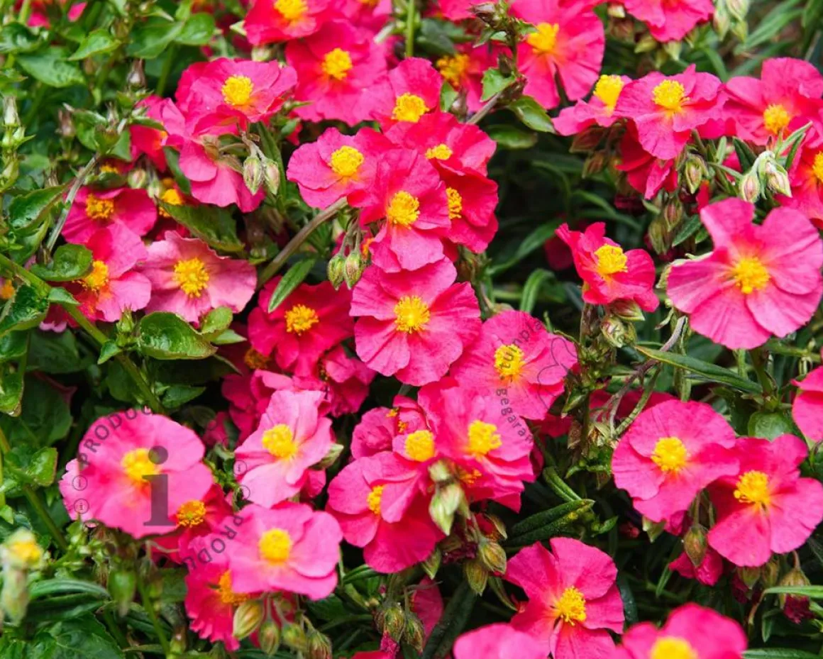 Helianthemum 'Ben Hope'
