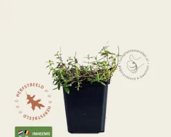 Helianthemum nummularium
