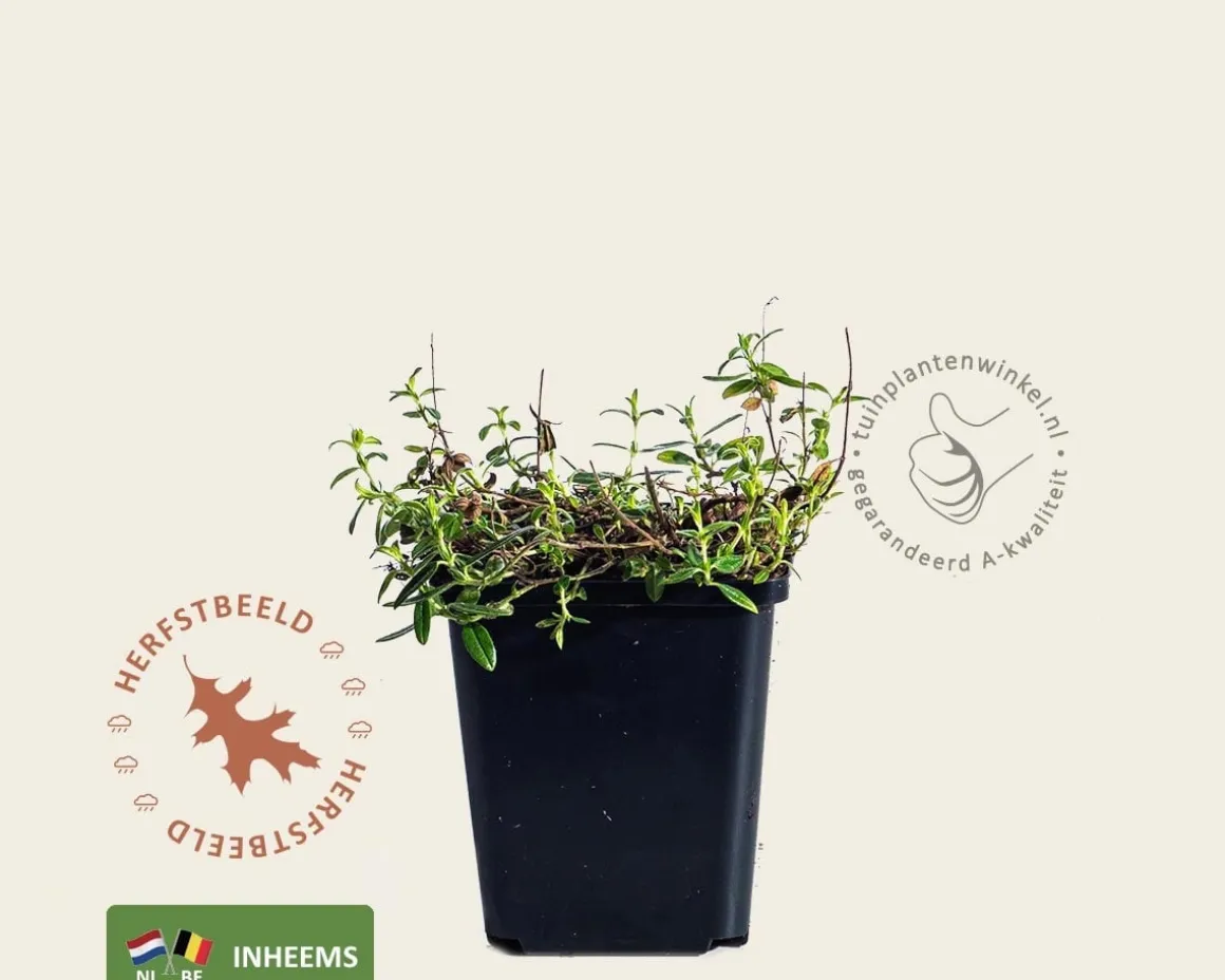 Helianthemum nummularium