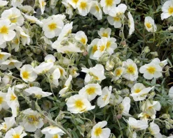 Helianthemum 'The Bride'