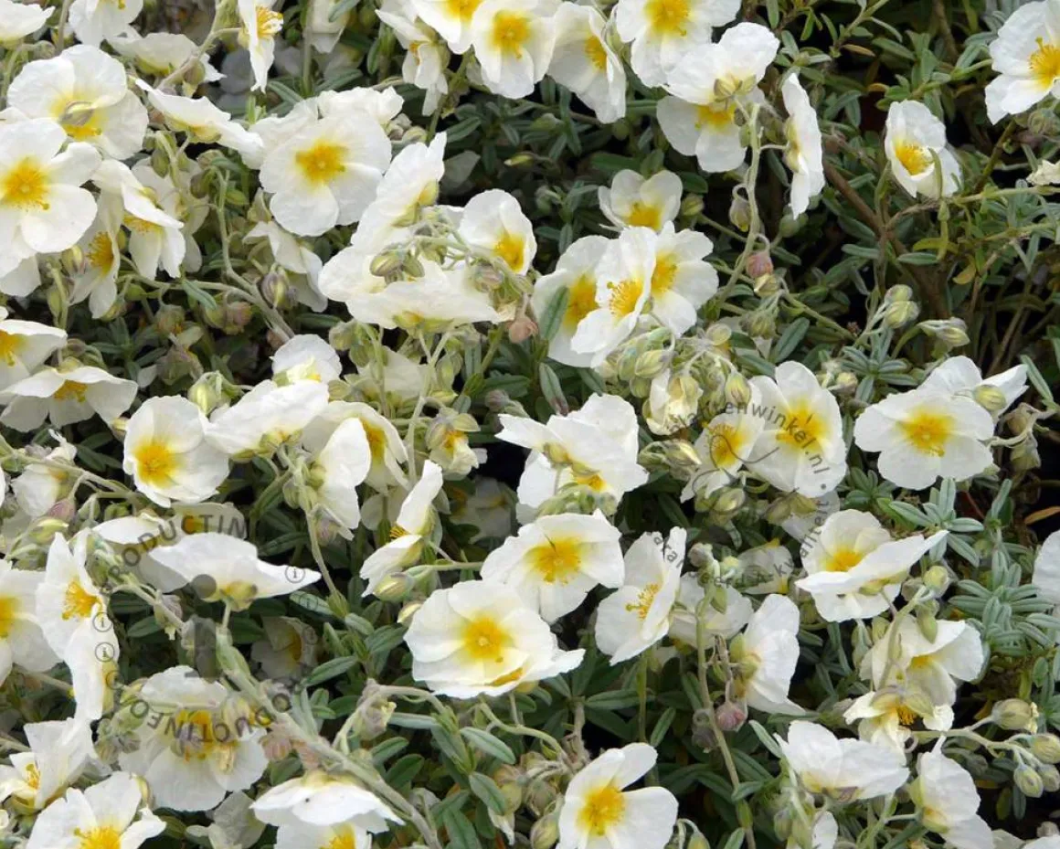 Helianthemum 'The Bride'