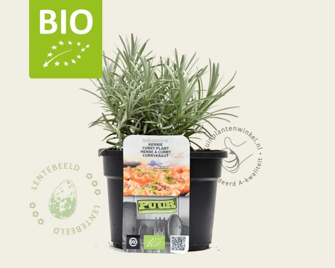 Helichrysum italicum - Puur