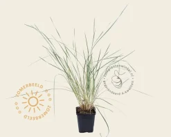 Helictotrichon sempervirens