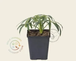 Helleborus foetidus