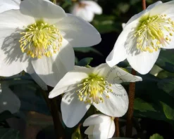 Helleborus niger