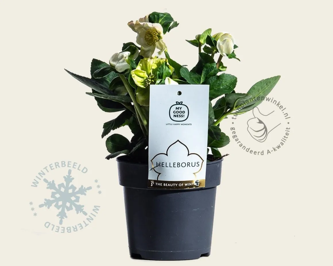 Helleborus niger 'Christmas Carol'