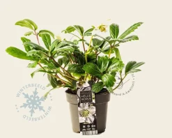 Helleborus niger 'Christmas Carol'