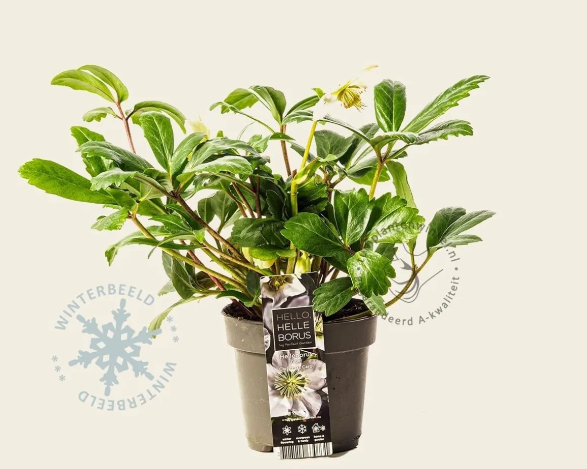 Helleborus niger 'Christmas Carol'
