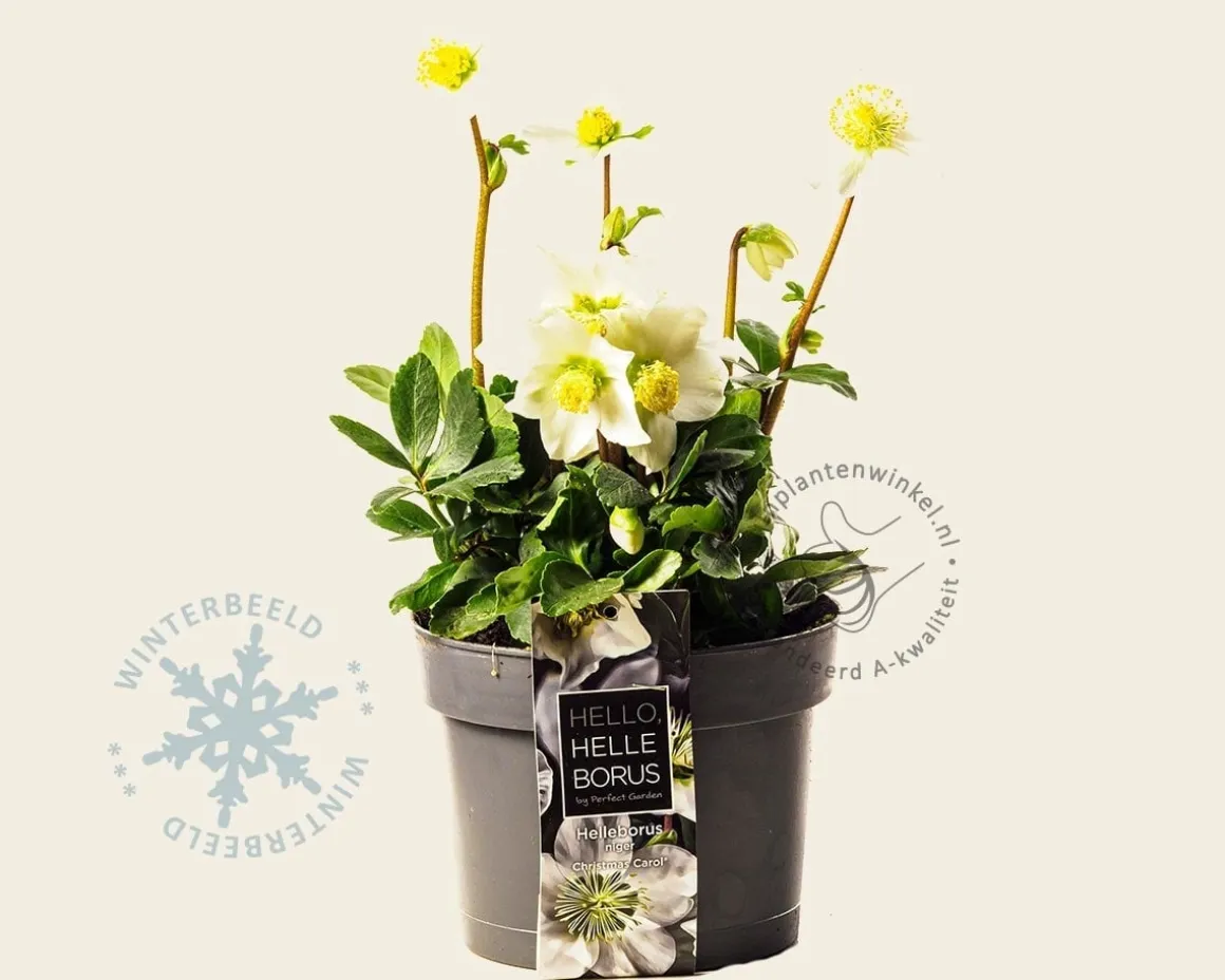 Helleborus niger 'Christmas Carol'