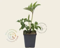 Helleborus orientalis