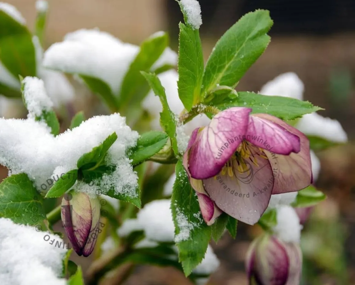Helleborus orientalis