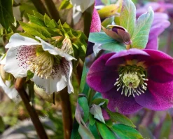 Helleborus orientalis