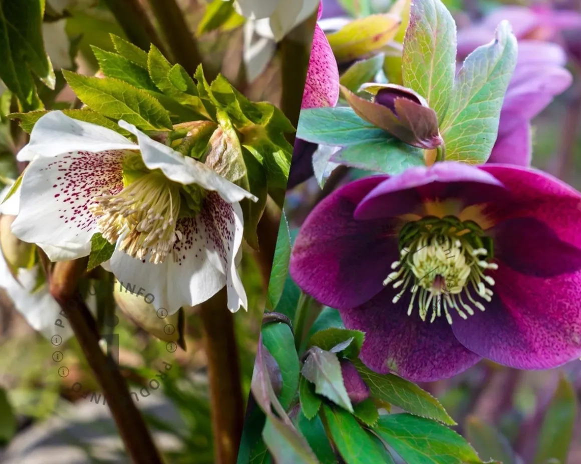 Helleborus orientalis