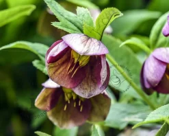 Helleborus orientalis
