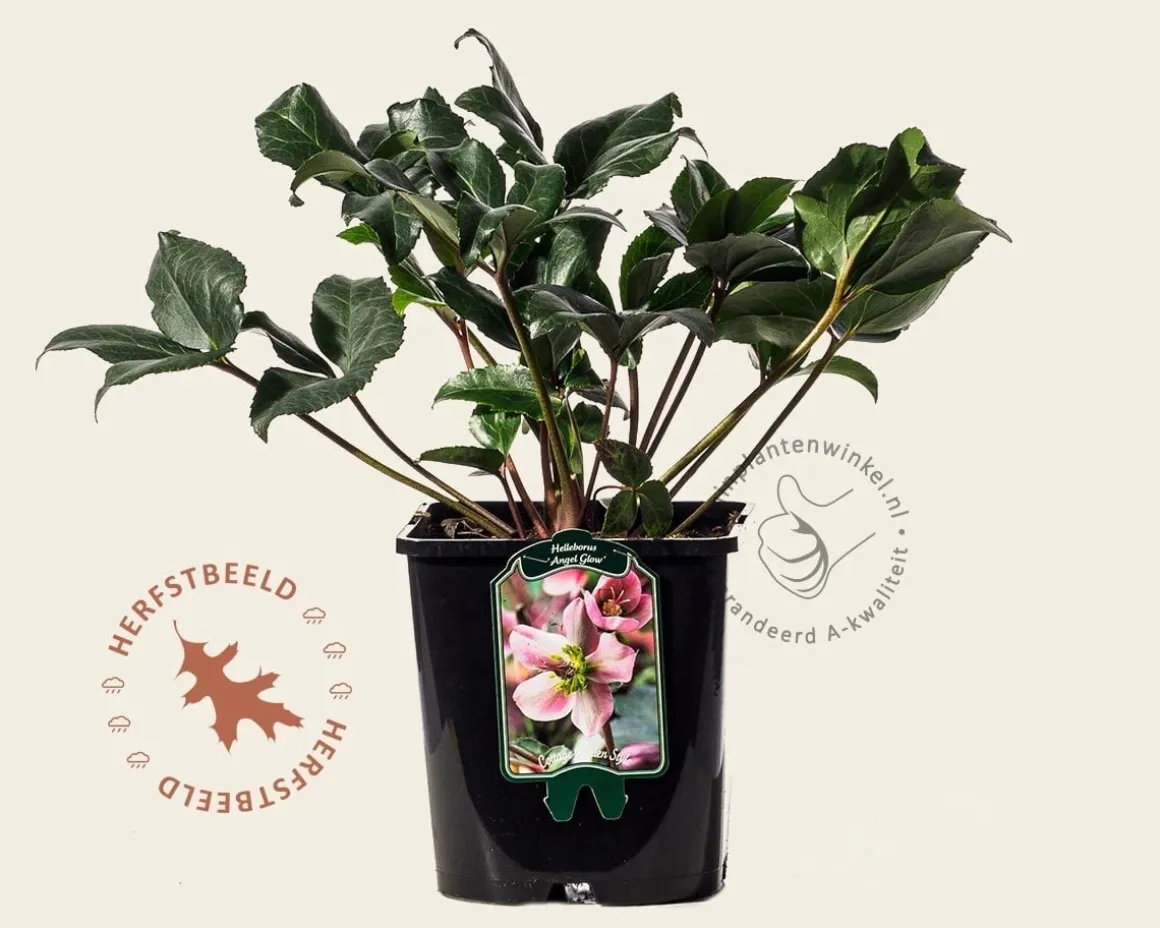 Helleborus orientalis 'Angel Glow'