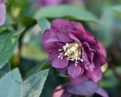 Helleborus orientalis 'Double Ellen Purple'