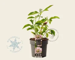 Helleborus orientalis 'Double Ellen Pink'