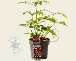 Helleborus orientalis 'Double Ellen Red'