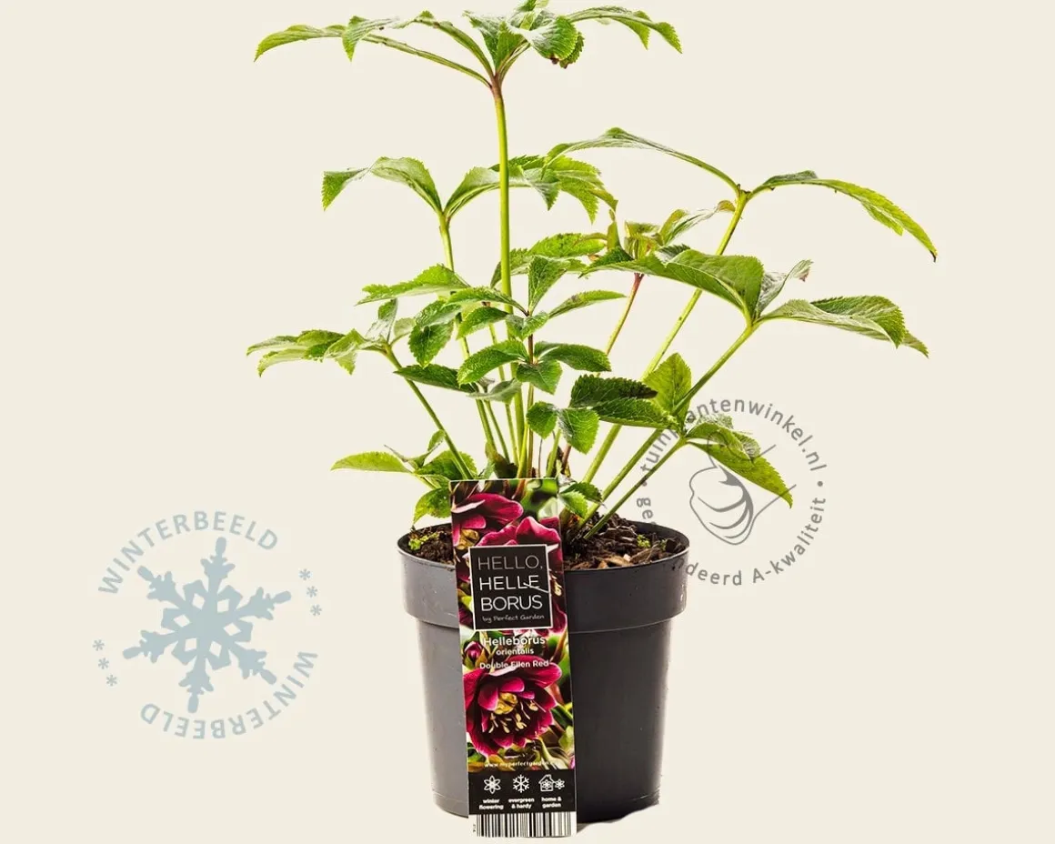 Helleborus orientalis 'Double Ellen Red'