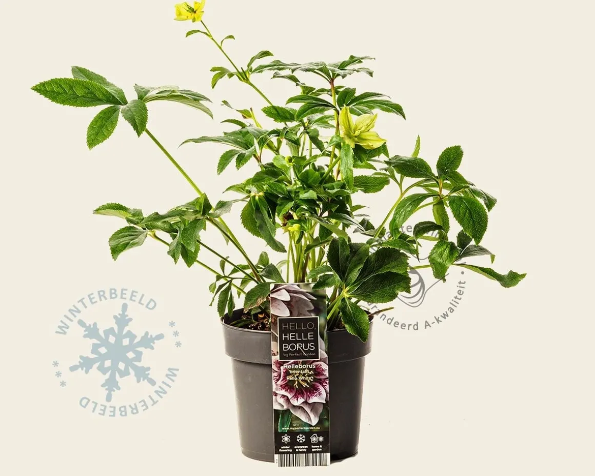 Helleborus orientalis 'Hello White'