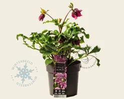 Helleborus orientalis 'Hello Pink'